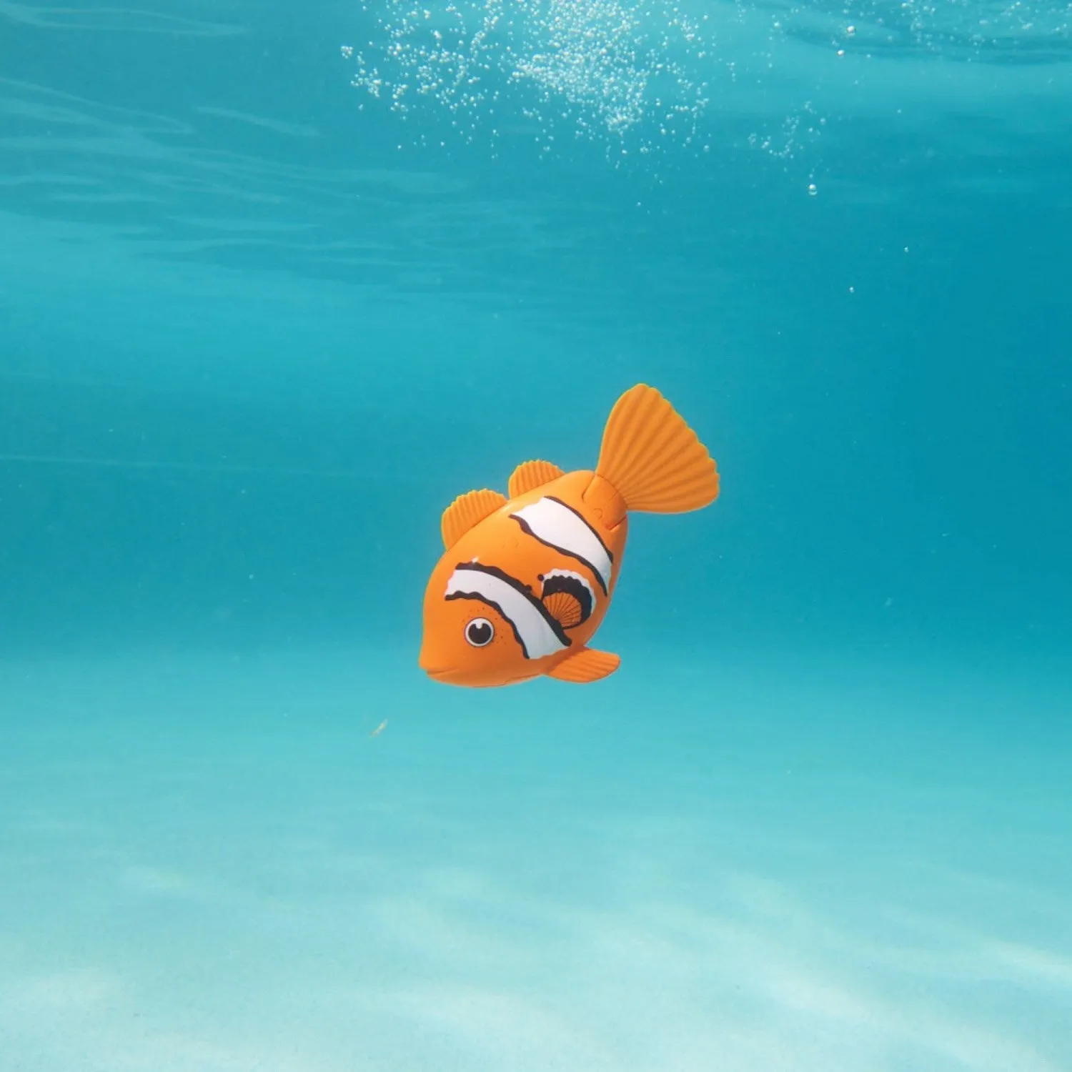 Rainbow Reef Fish Clown Fish